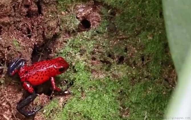 幽灵箭毒蛙是什么蛙