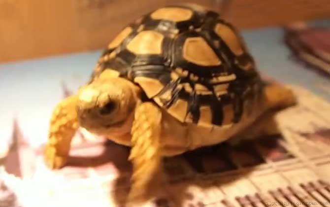 豹龟拉稀怎么回事