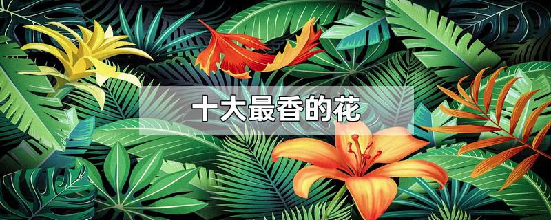 十大最香的花