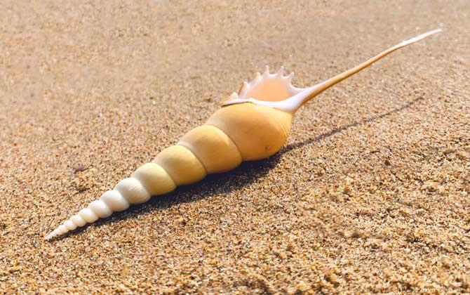 长鼻螺是什么螺