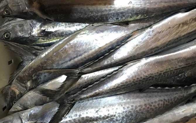 马鲛鱼是什么鱼