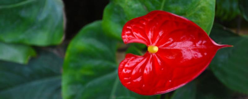 花烛开花后怎么处理，开花后怎么养