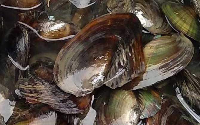河蚌吃什么食物