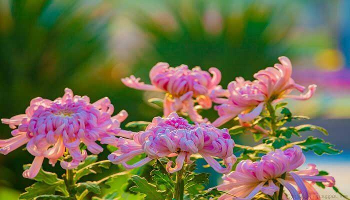 菊花怎么种植方法如下
