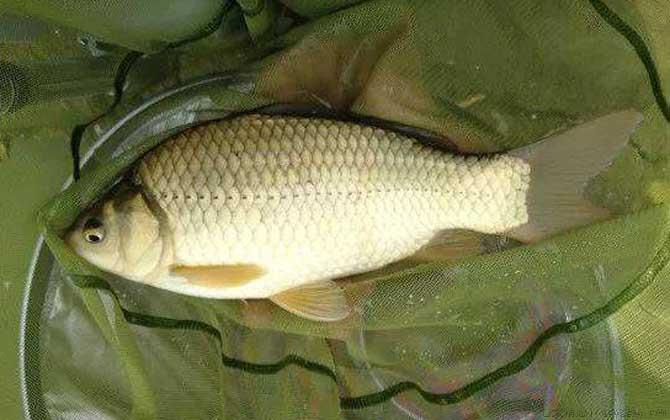 工程鲫是什么鱼