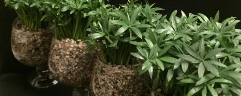 盆景叶上黏糊糊的一层油怎么回事