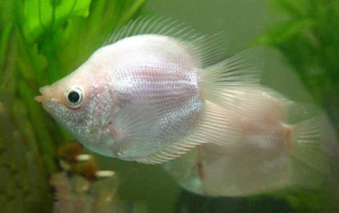 接吻鱼是什么鱼