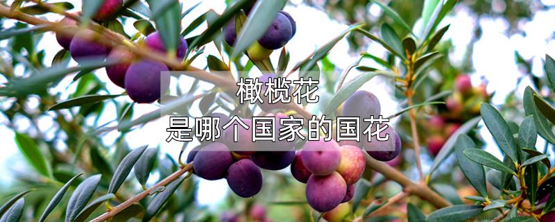 橄榄花是哪个国家的国花