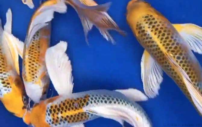 龙凤锦鲤是什么鱼