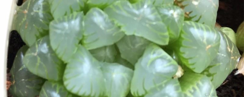 玉露换盆注意事项
