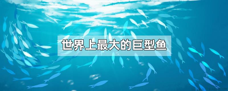 世界上最大的巨型鱼