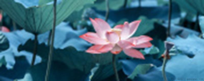 荷花几月份开的最旺盛