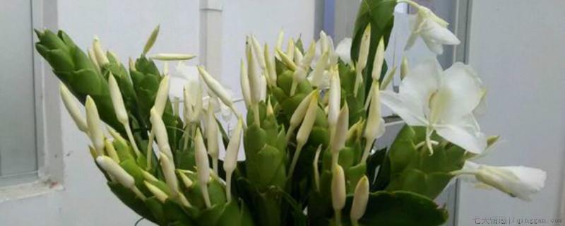 姜花用什么土种植