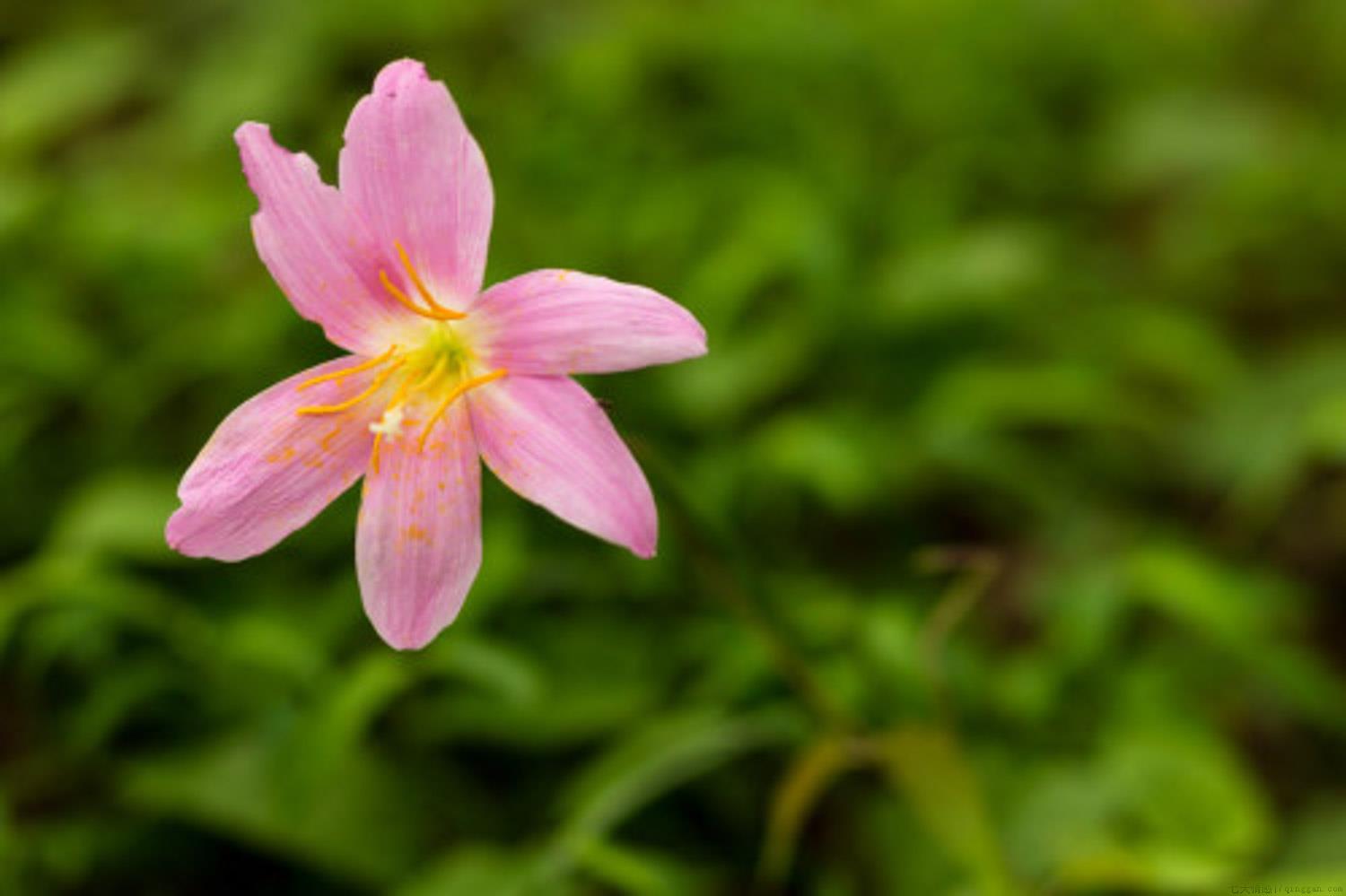 风雨兰种球不发芽怎么办，浅栽好还是深栽好
