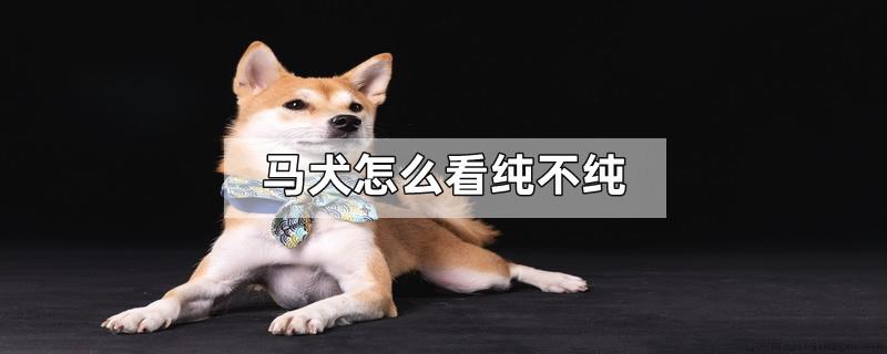 马犬怎么看纯不纯
