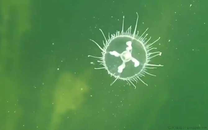 桃花水母是什么动物