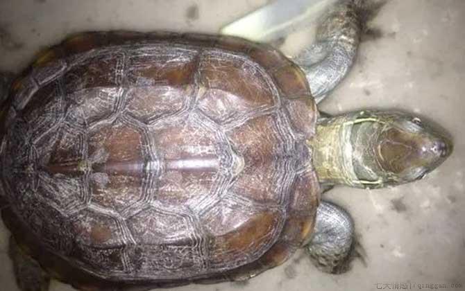 宠物龟种类名称及图片大全