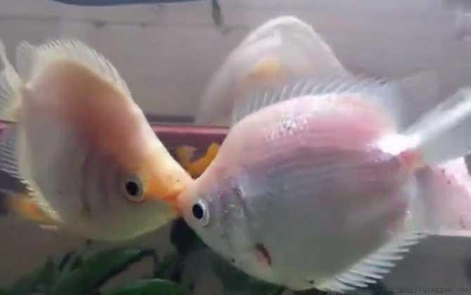接吻鱼是什么鱼