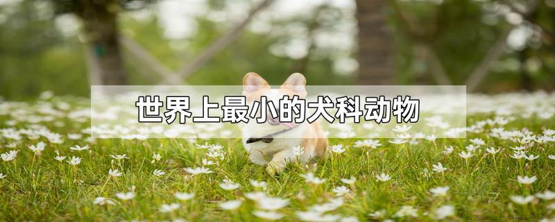 世界上最小的犬科动物