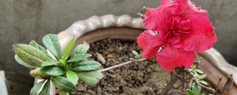新买熟桩映山红上盆用什么土
