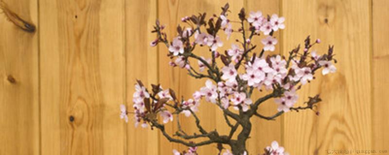 梅花叶子边缘干枯