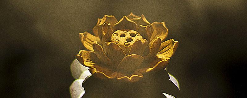 黑莲花是什么意思