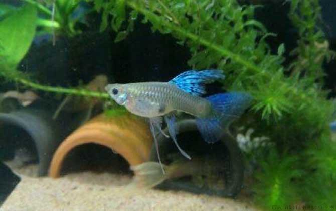 热带鱼是什么鱼