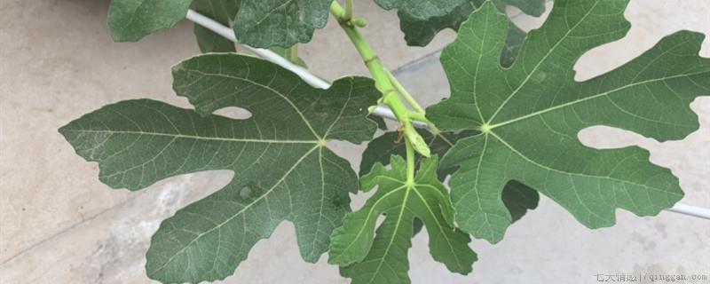 无花果插枝在什么季节