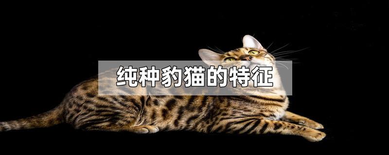 纯种豹猫的特征