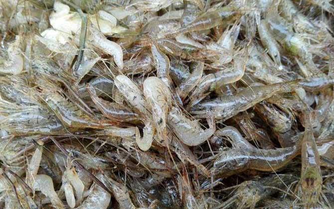 虾怎么处理干净