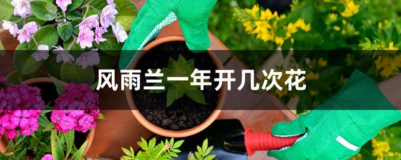 风雨兰一年开几次花