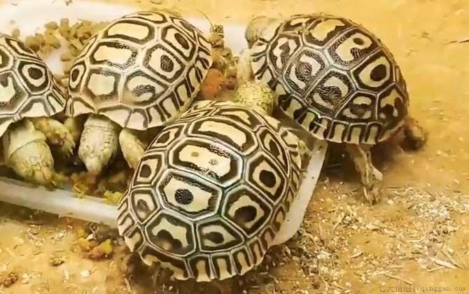 豹龟感冒流鼻涕怎么办
