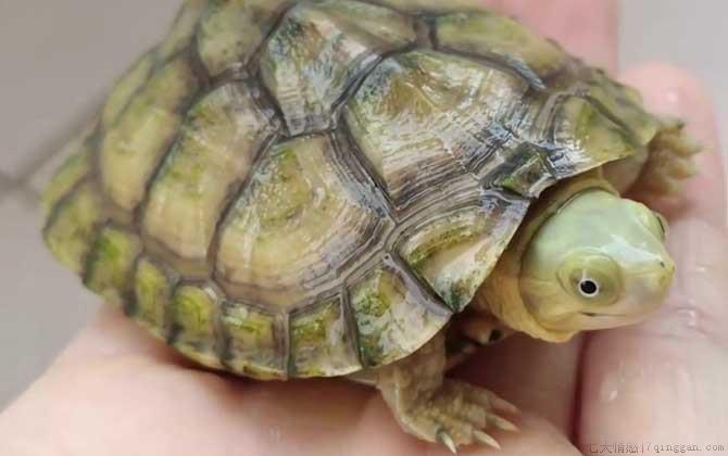 石板龟是什么龟