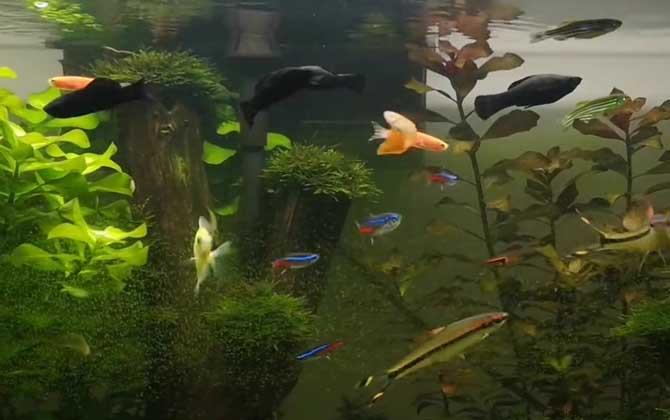 黑玛丽鱼是什么鱼