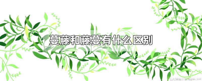 蔓藤和藤蔓有什么区别