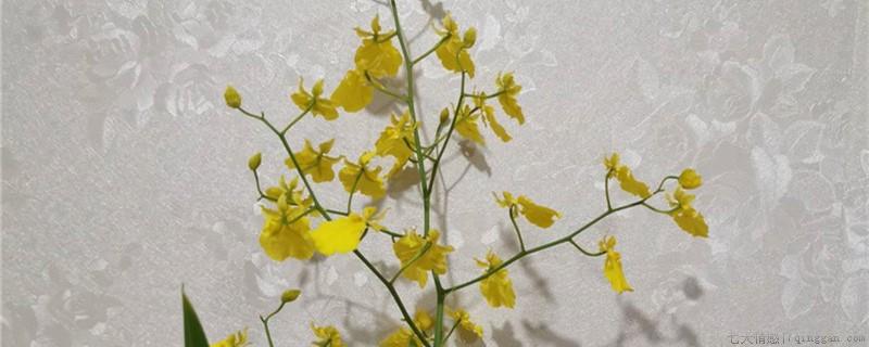 文心兰鳞茎干瘪原因