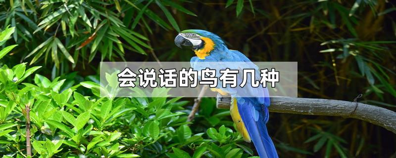 会说话的鸟有几种