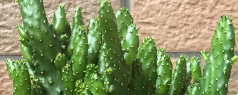 招财手花什么样子