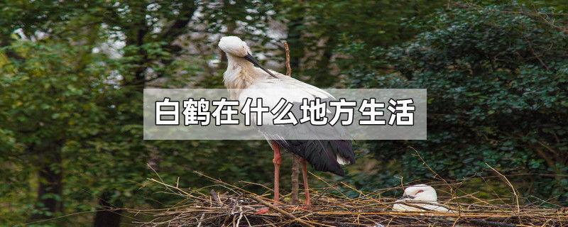 白鹤在什么地方生活