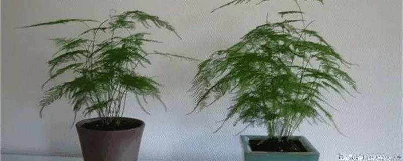 文竹刚种上要浇水吗