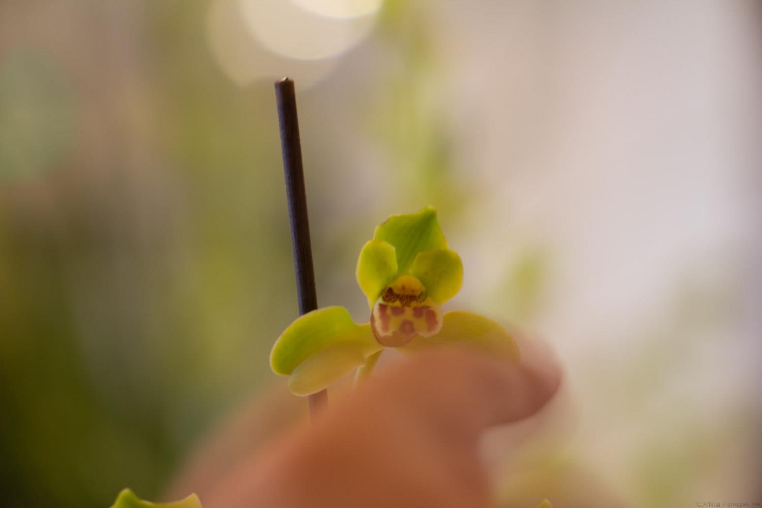 烂根的兰花怎么才能救活，怎么养护