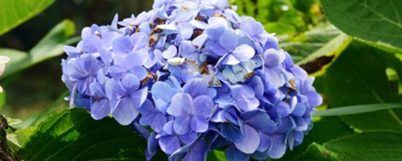 冬天适合给花换盆吗