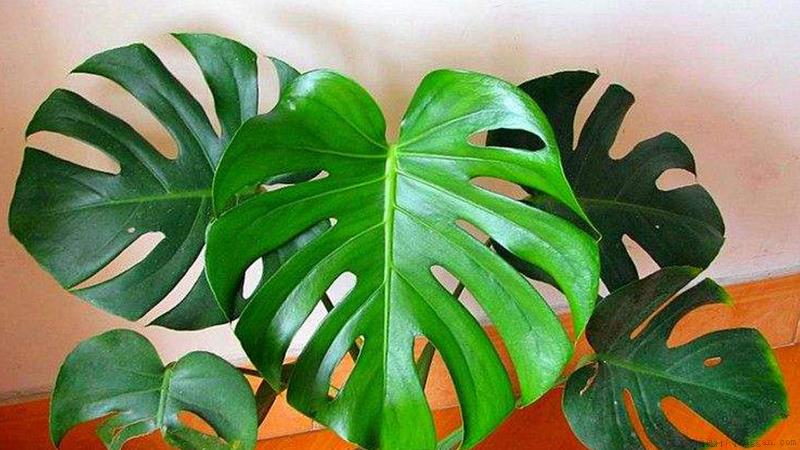 龟背竹冬天怎么养