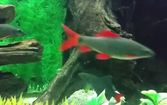 彩虹鲨是什么动物