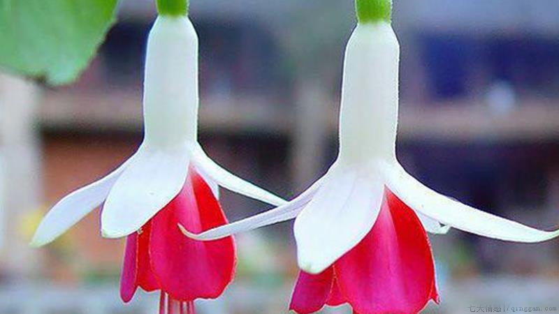 倒挂金钟怎么养