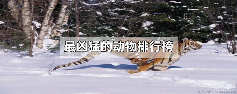 最凶猛的动物排行榜