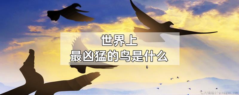 世界上最凶猛的鸟是什么