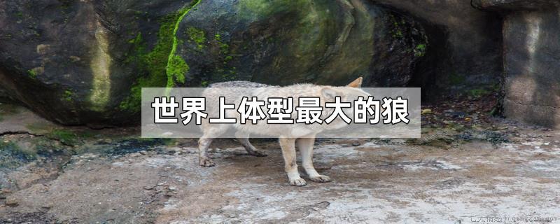 世界上体型最大的狼