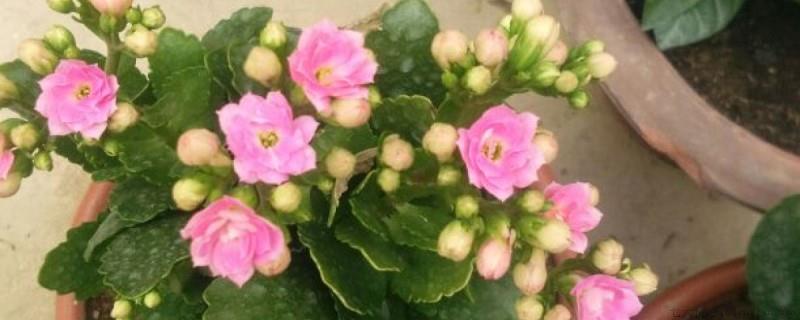 长寿花水培繁殖方法
