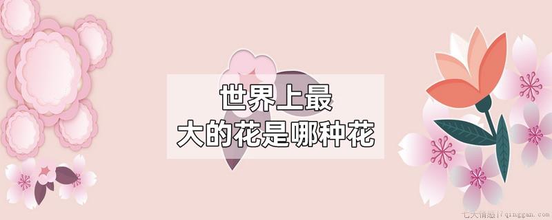 世界上最大的花是哪种花